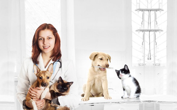 Studying veterinary in Korea gets a lot of attention from young people